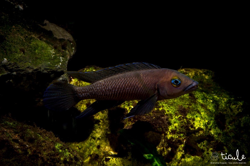 Neolamprologus pectoralis 'Tembwe (Deux)'